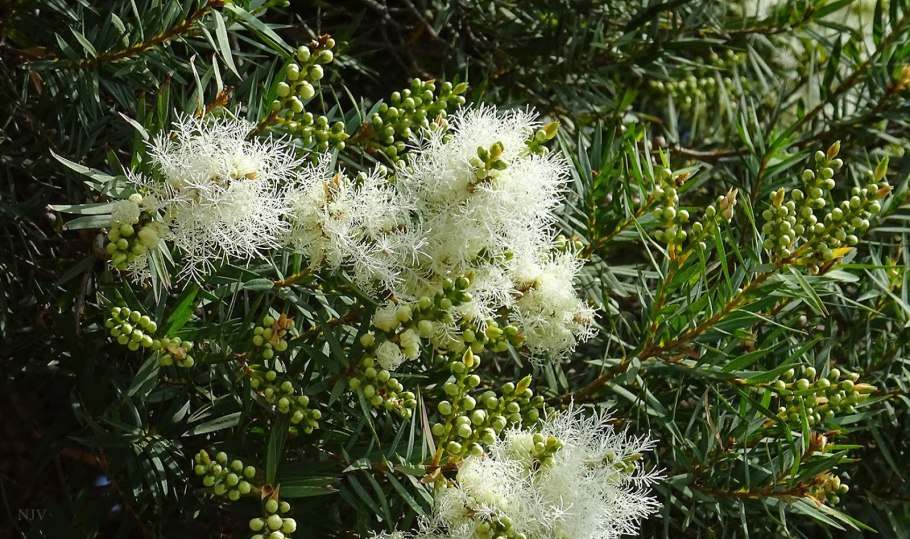 Найоли (Melaleuca viridiflora)