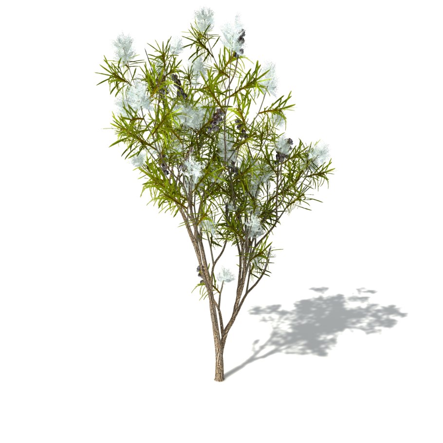 Melaleuca чайное дерево