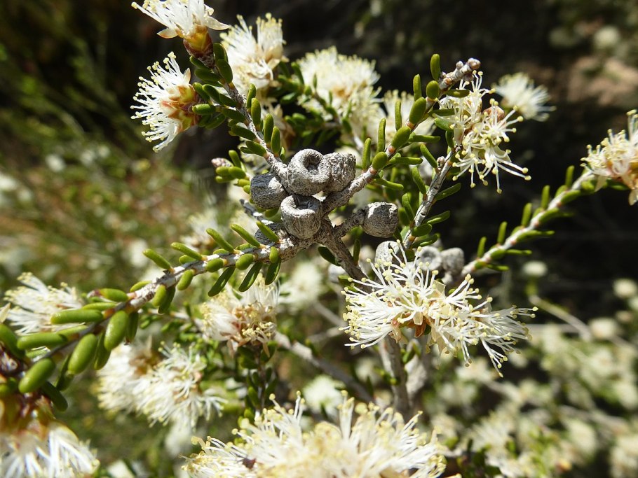 Чайное дерево Melaleuca alternifolia