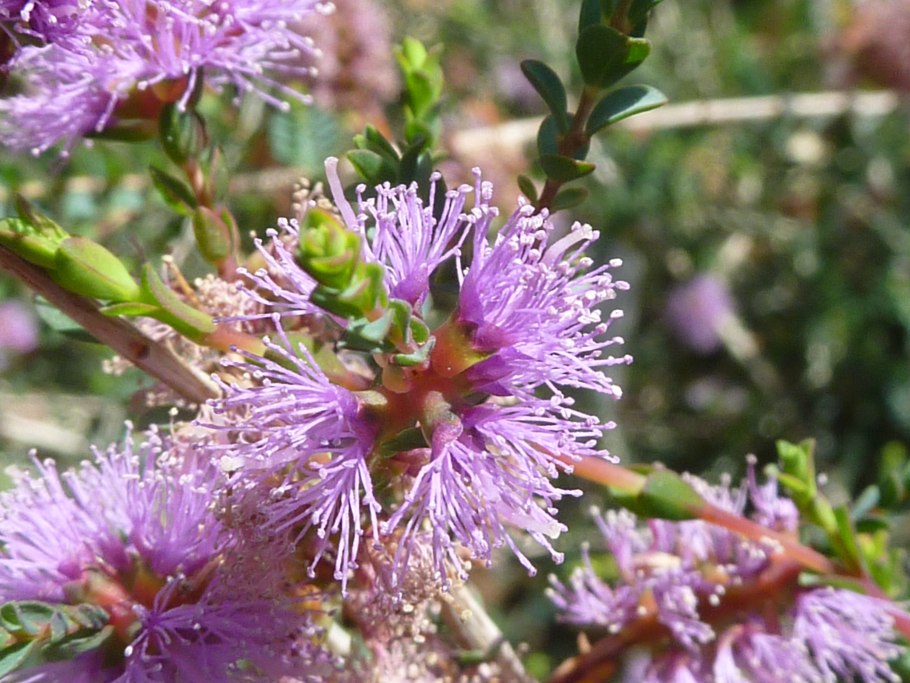 Белого дерева (Melaleuca Leucadendra)