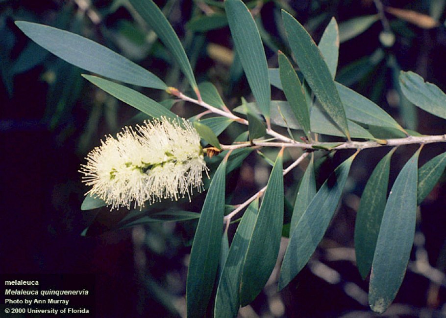 Melaleuca чайное дерево