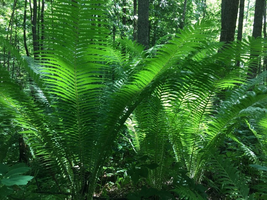 Страусник обыкновенный