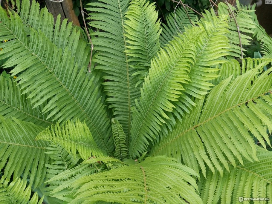 Страусник обыкновенный