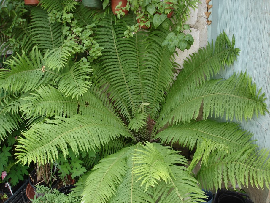 Папоротник страусник