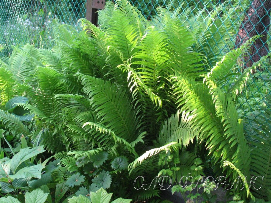 Страусник обыкновенный строение