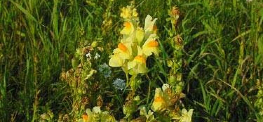 Льдинка обыкновенная сорняк