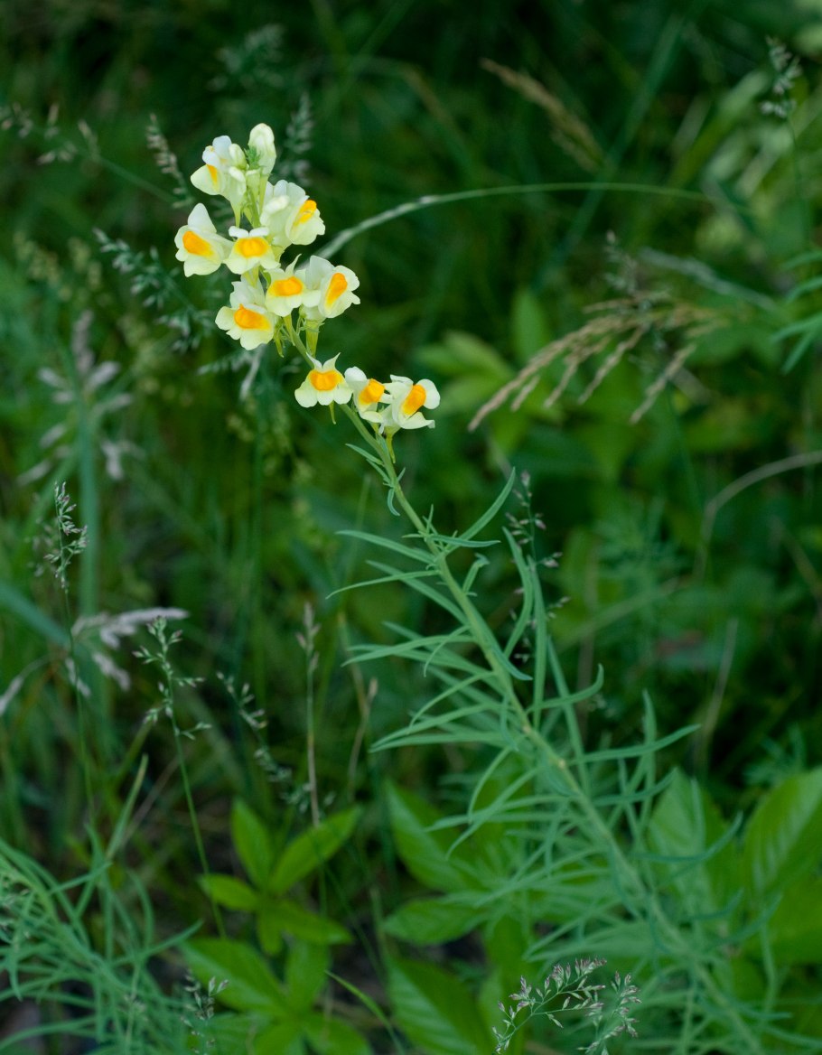 Льнянка обыкновенная