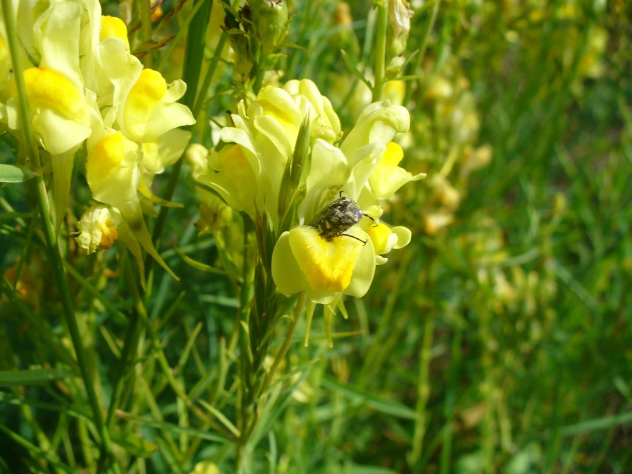 Льнянка обыкновенная