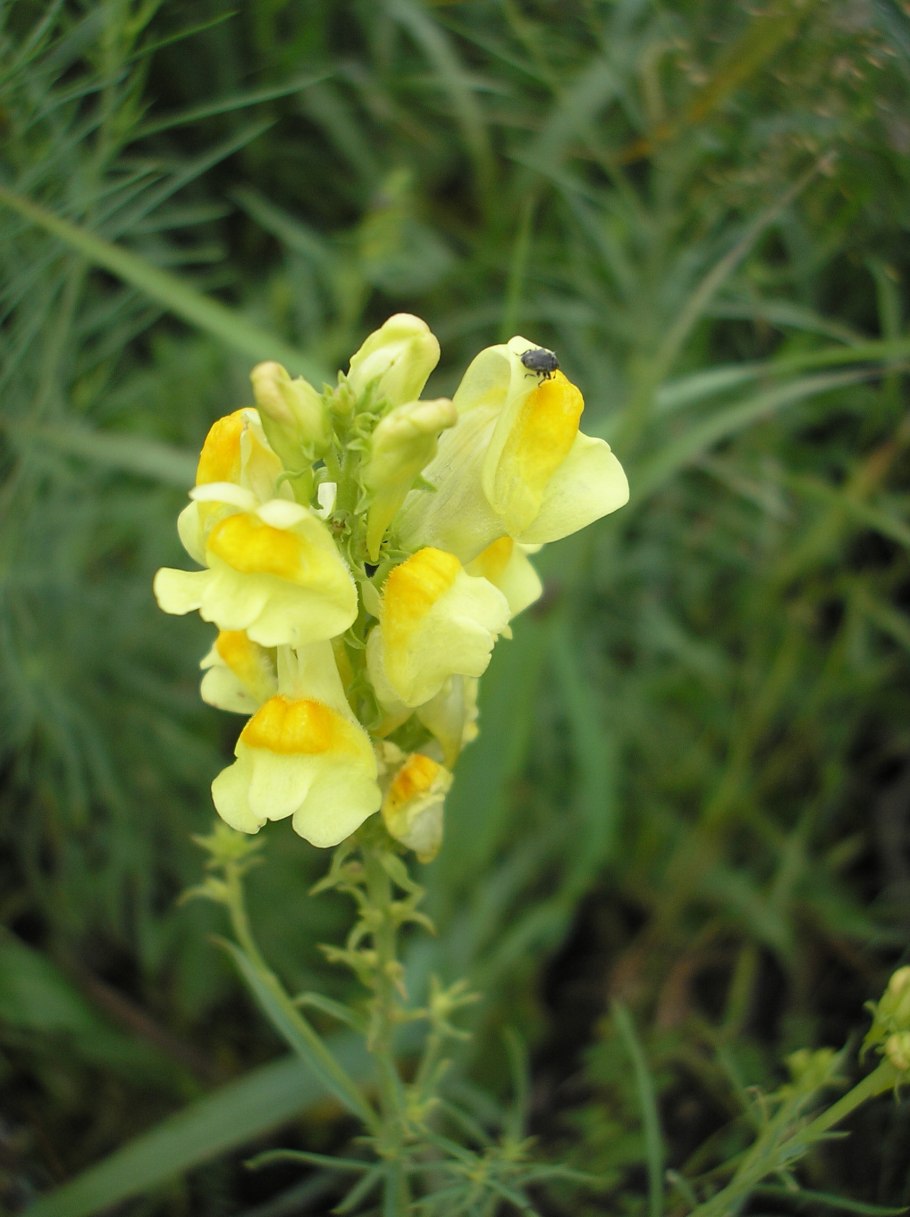 Льнянка обыкновенная