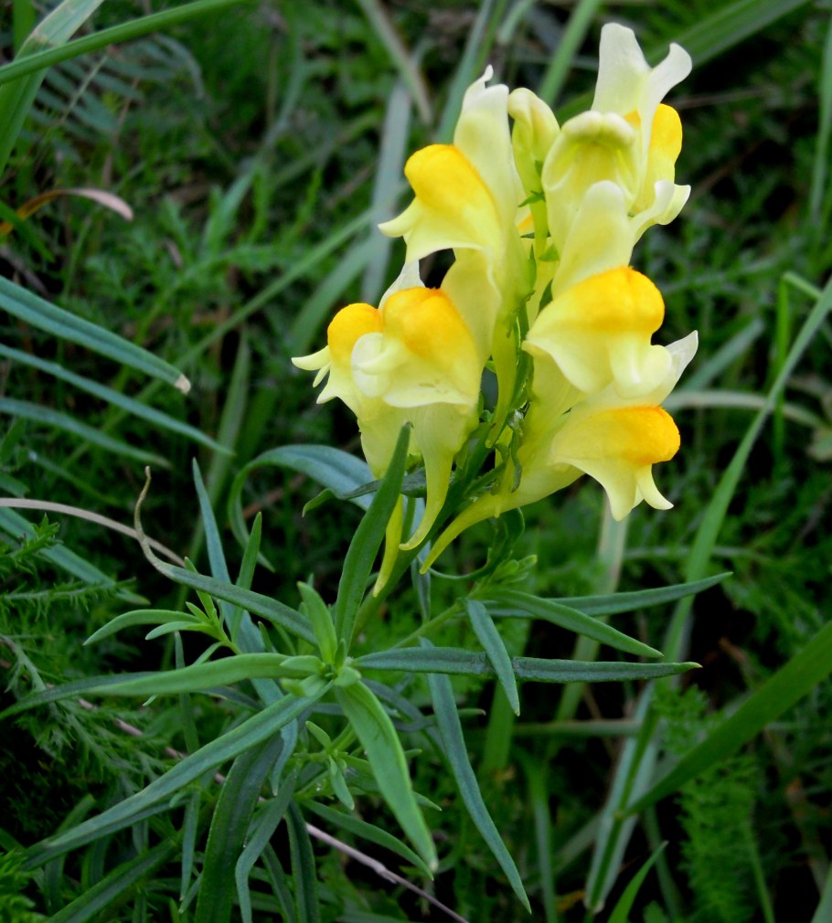 Льнянка обыкновенная Linaria vulgaris цветок