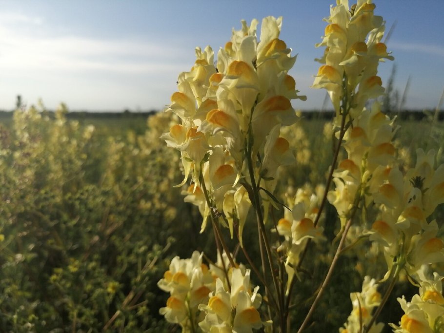 Льнянка обыкновенная