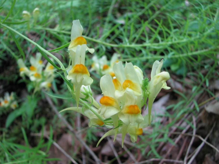 Льнянка обыкновенная Ботаническая