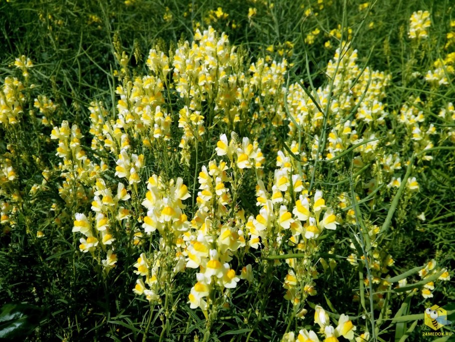 Льнянка обыкновенная Норичниковые