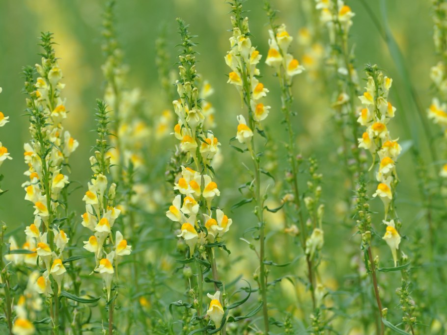 Льнянка однолетник