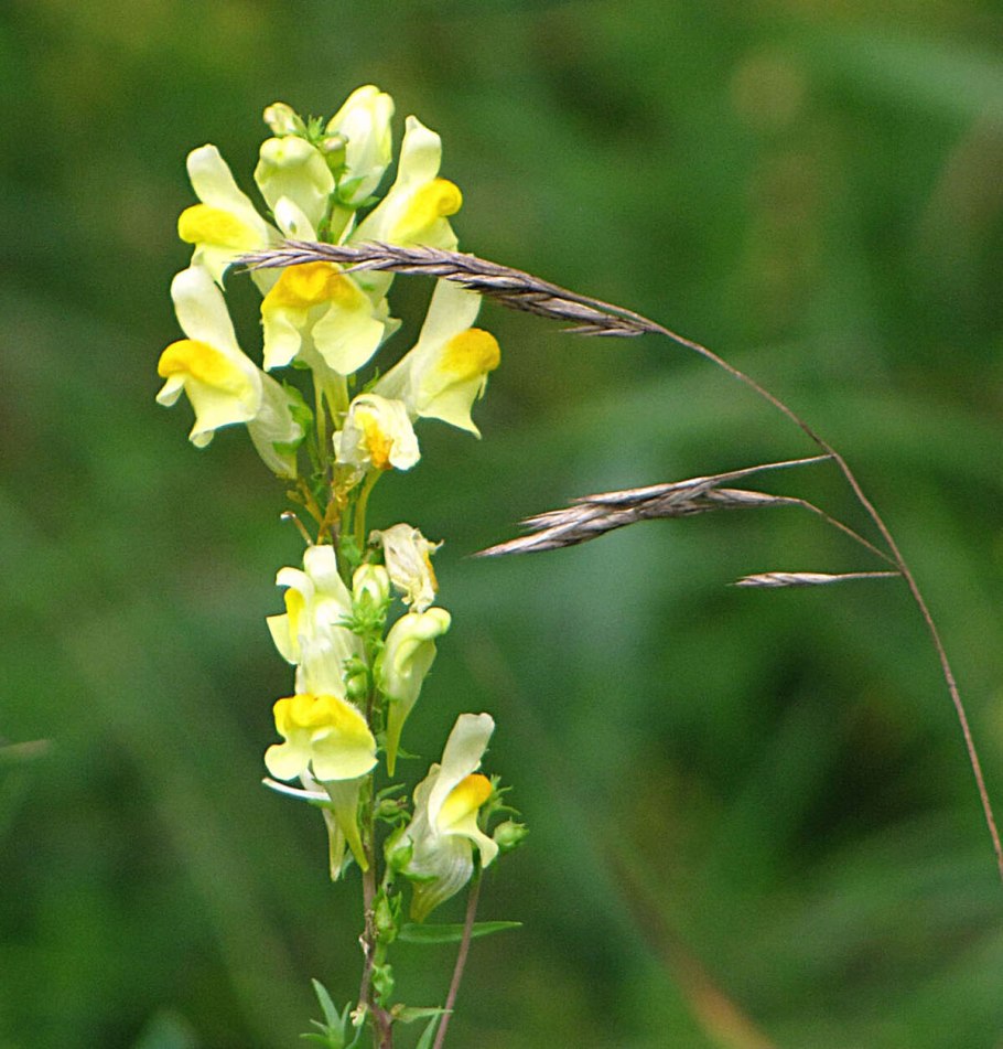 103. Льнянка обыкновенная (Linaria vulgaris)