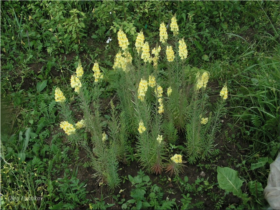 Льнянка обыкновенная