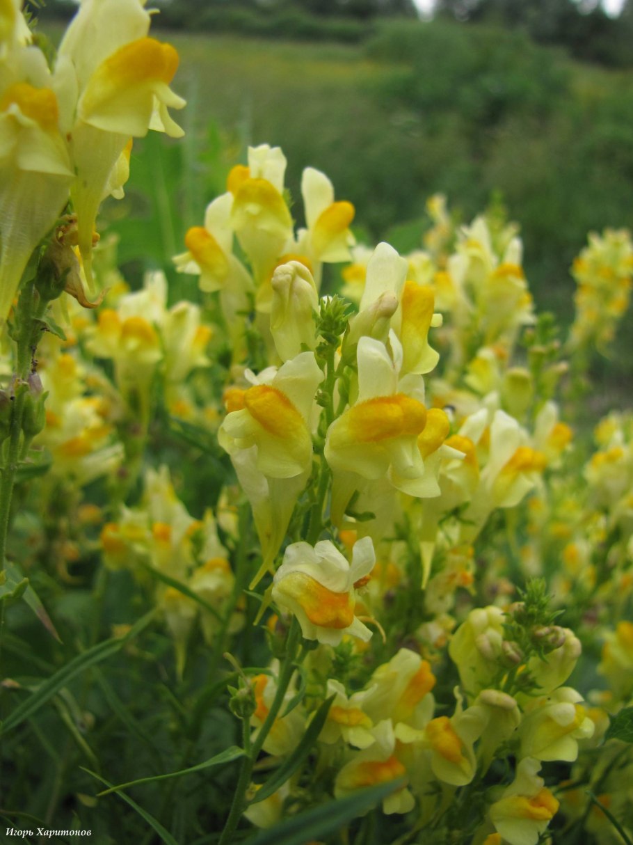 Льнянка обыкновенная