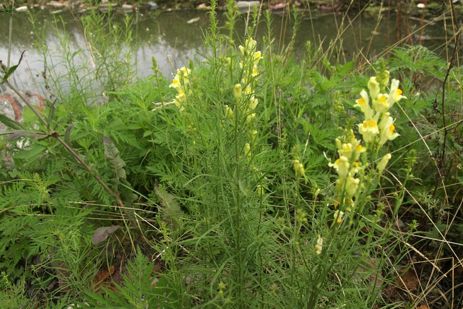 Льнянка (Linaria)