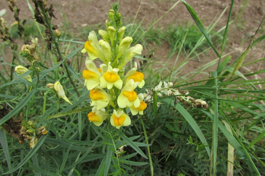 Полевые цветы львиный зев