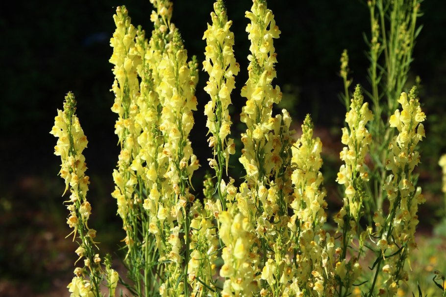 Льнянка Полевая