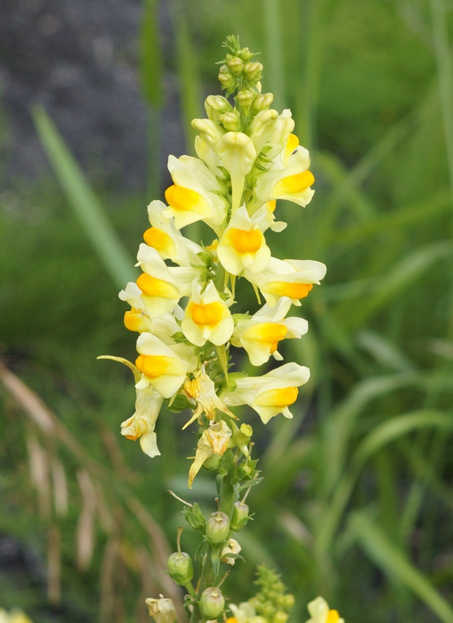 Льнянка обыкновенная (Linaria vulgaris Mill.).