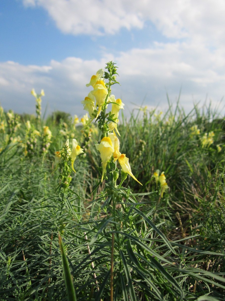 Льнянка обыкновенная Linaria vulgaris цветок