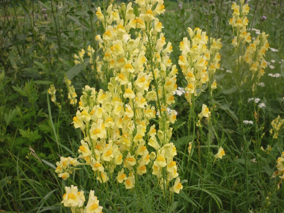 Льнянка обыкновенная