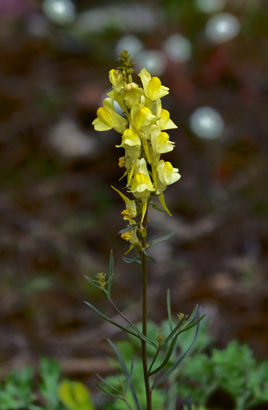 Льнянка Полевая