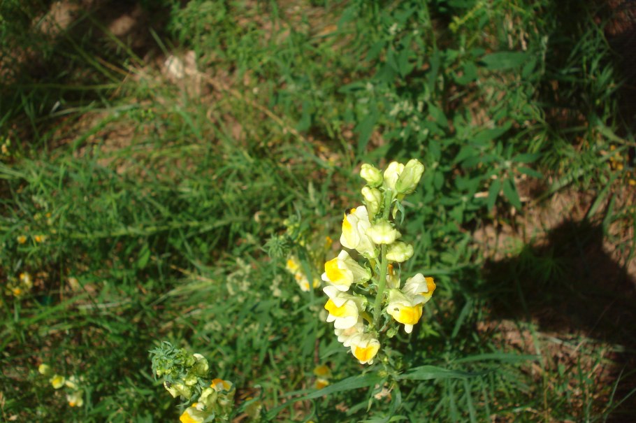 Линария фото