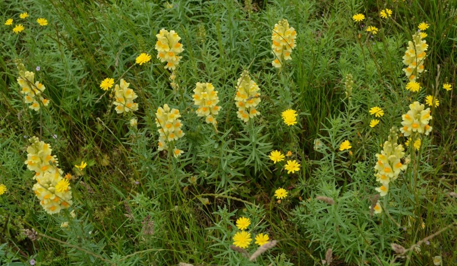 Льнянка Луговая