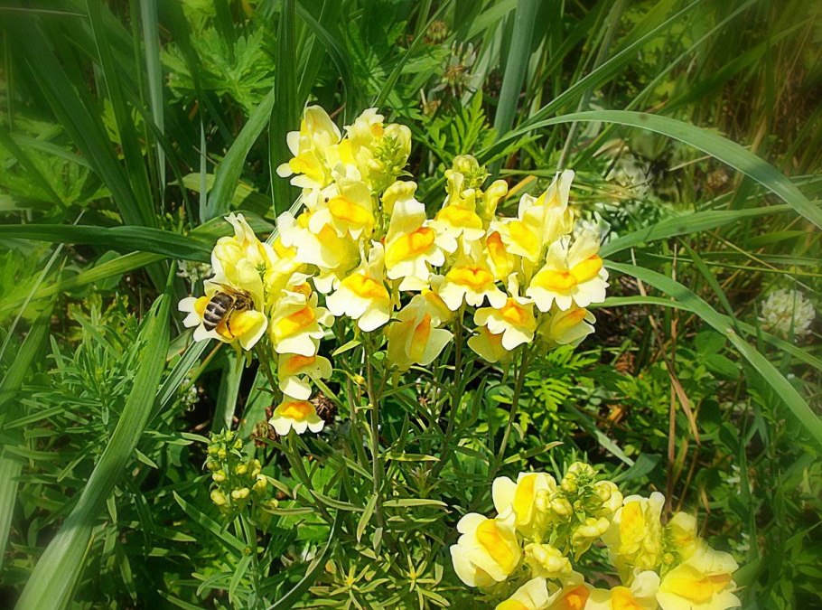 Льнянка лекарственное растение
