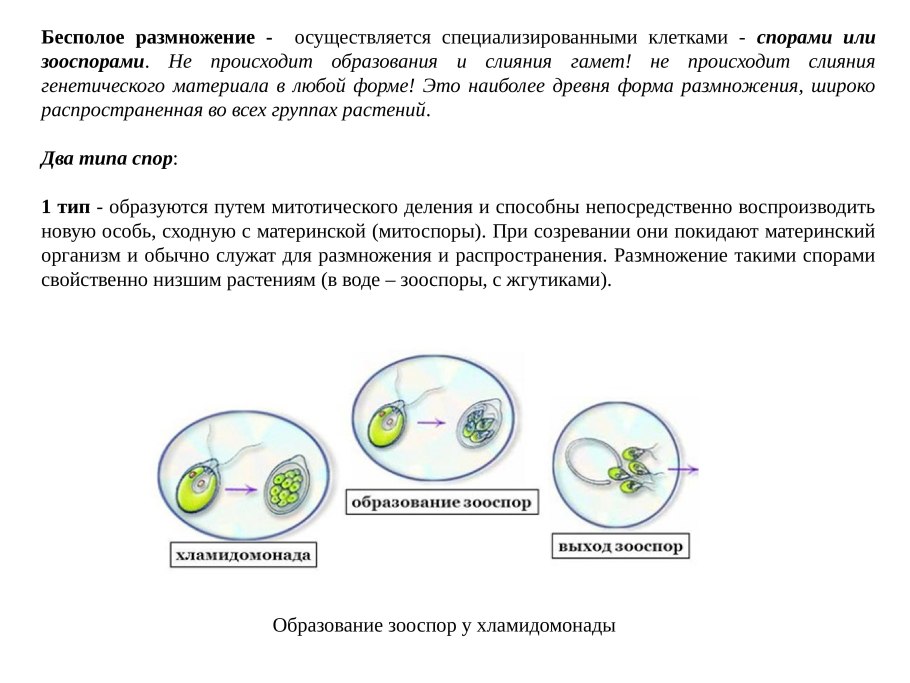 Бесполое размножение зооспорами