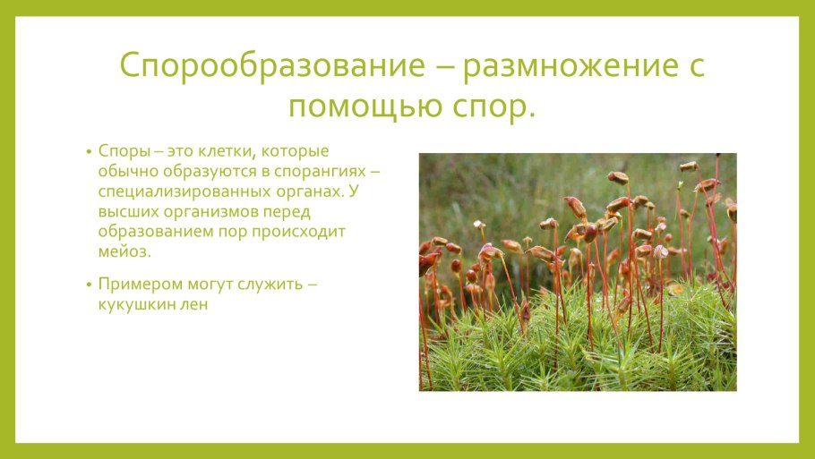Спорообразование папоротника