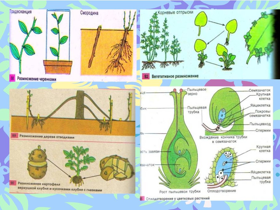 Черенкование смородины в июле