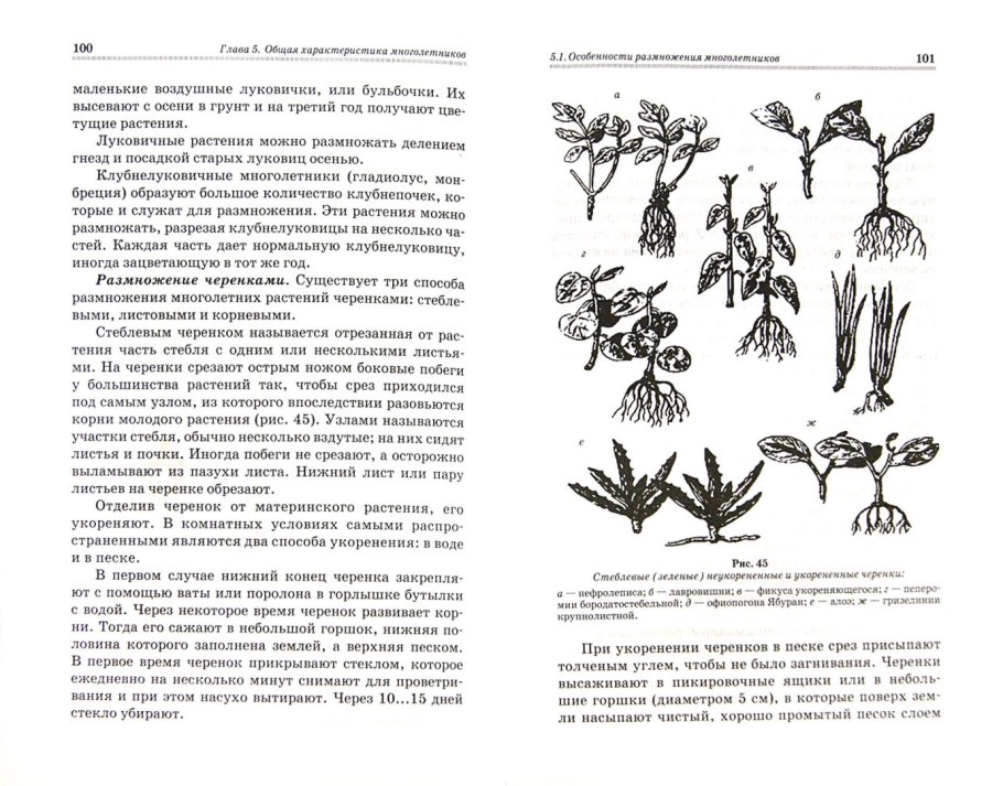 Драцена размножение черенками