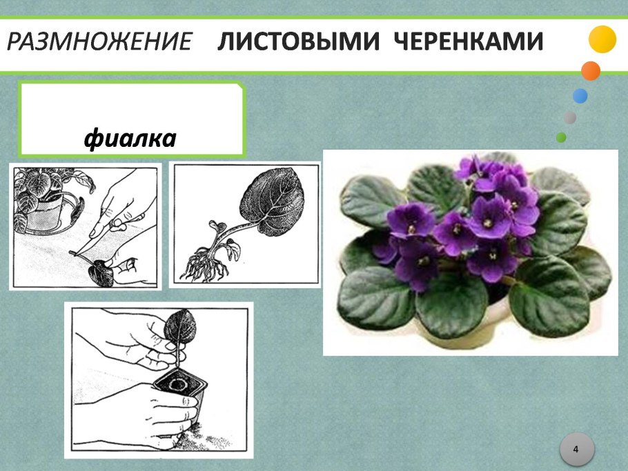 Пальма Драцена размножение черенками