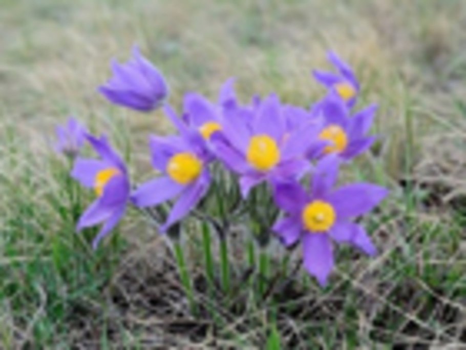 Крымский адонис весенний