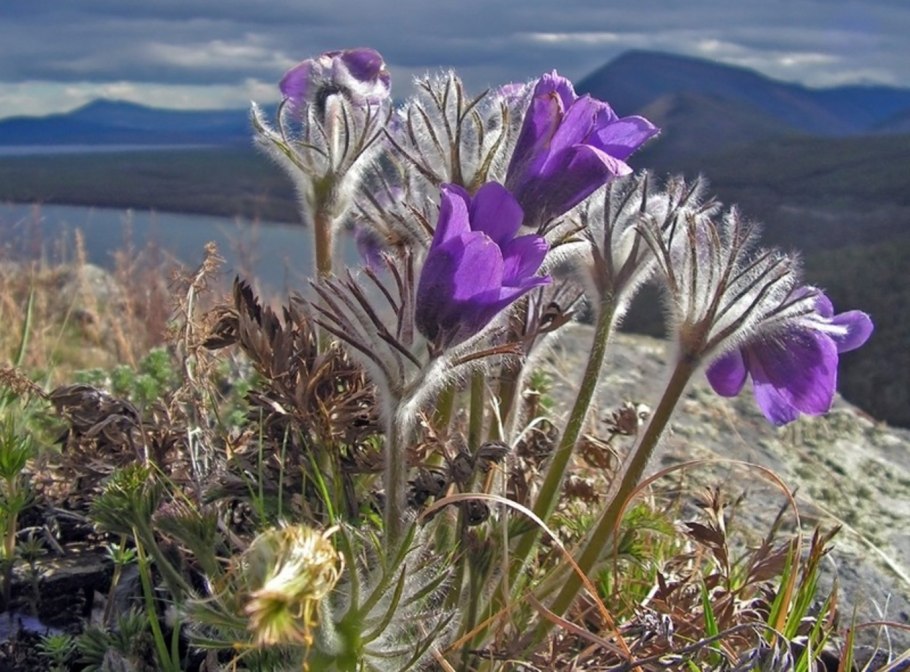 Краснокнижные растения Байкала