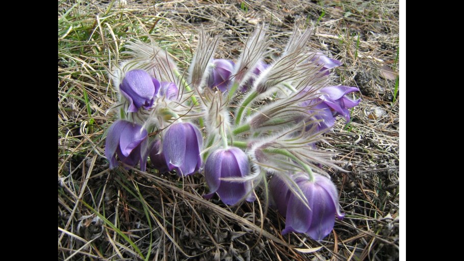 Венерин башмачок крупноцветковый