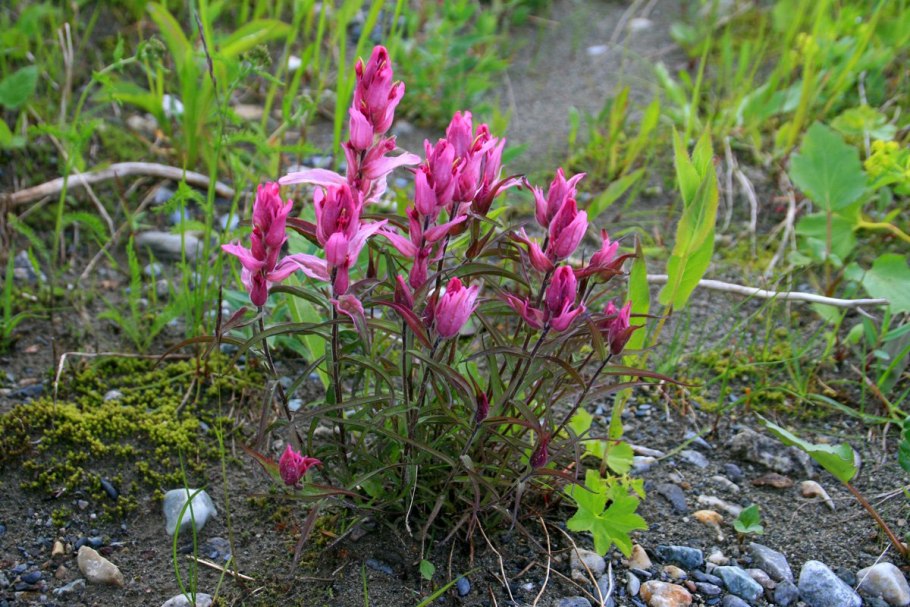 Кастиллея арктическая