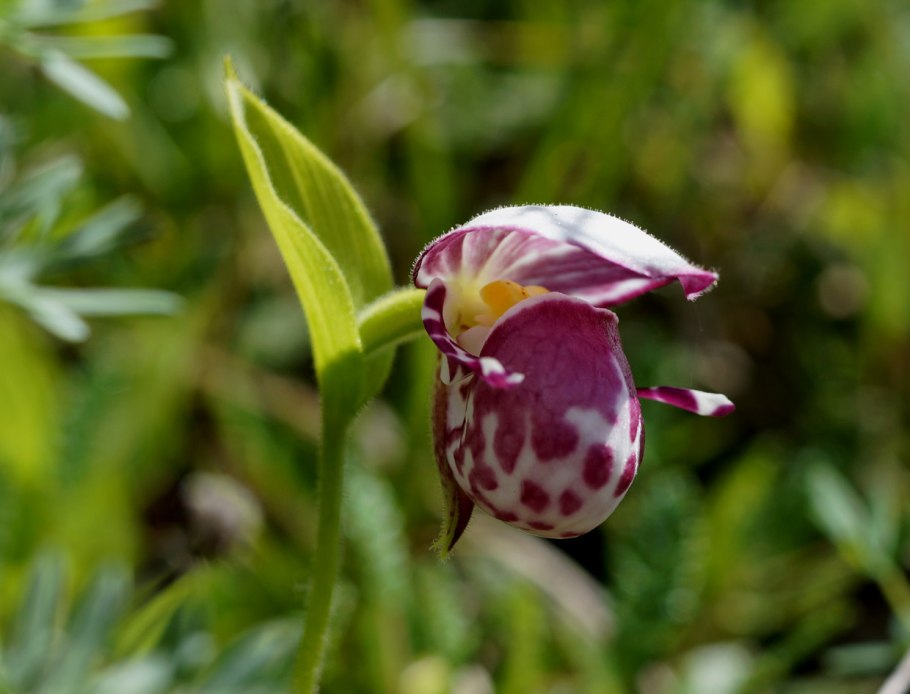 Башмачок пятнистый Cypripedium guttatum