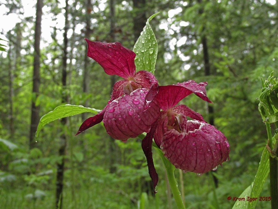 Национальный парк нижняя Кама Флора