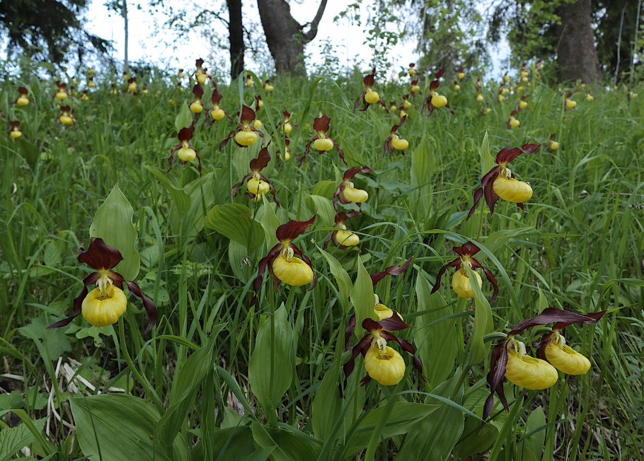 Венерин башмачок Cypripedium calceolus