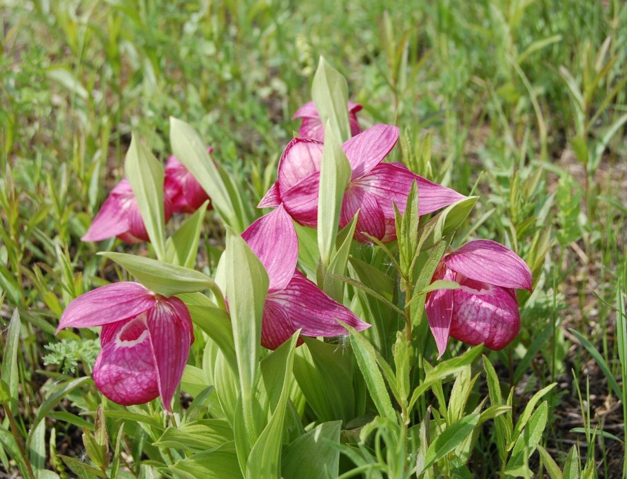 Венерин башмачок крупноцветковый