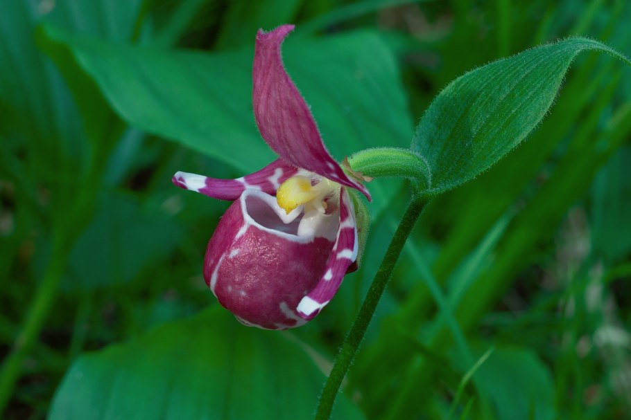 Растение прострел раскрытый