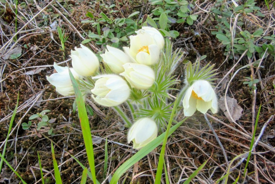 Подснежники Пермского края занесенные в красную