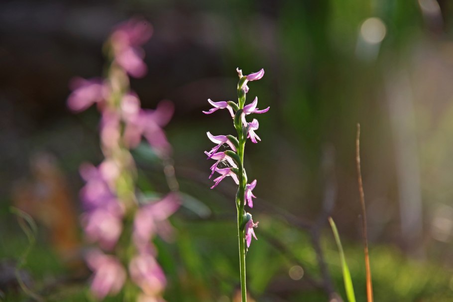 Башмачок крупноцветный