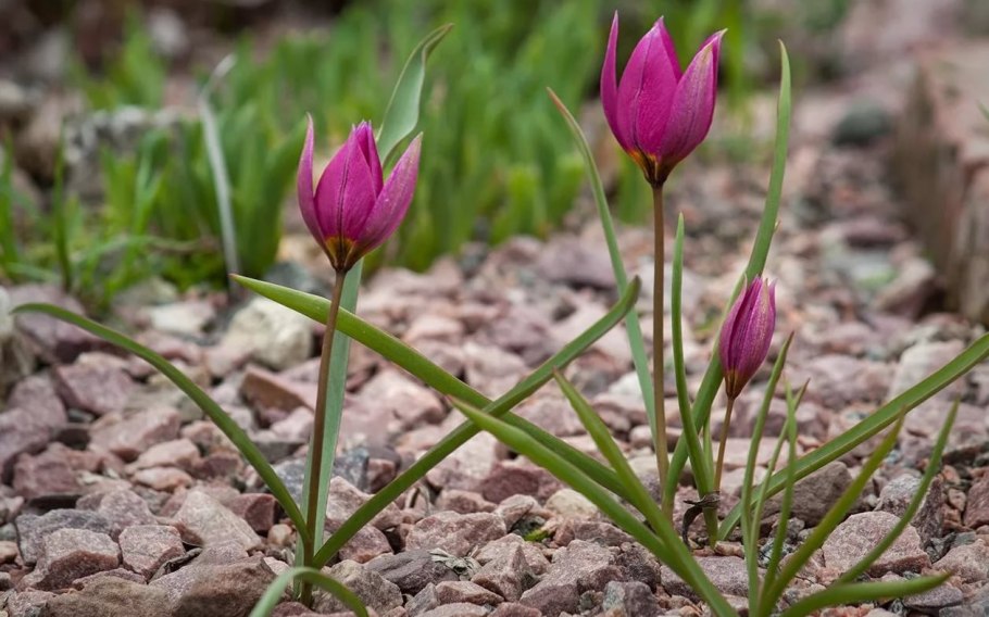 Первоцветы Забайкалья прострел сон трава