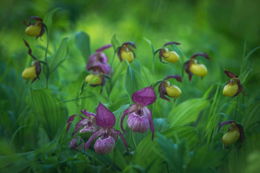 Растения НСО занесенные в красную