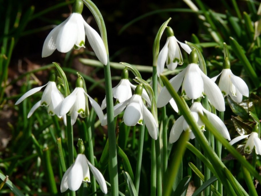 Нетонианте клобучкова